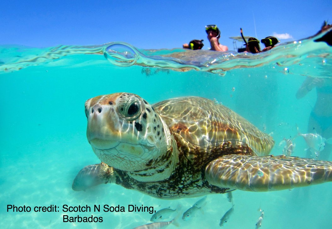 Swim with the turtles in Barbados